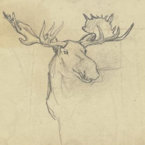 Montana Bull Moose Philip Russell Goodwin Bull Moose Pencil Drawing
