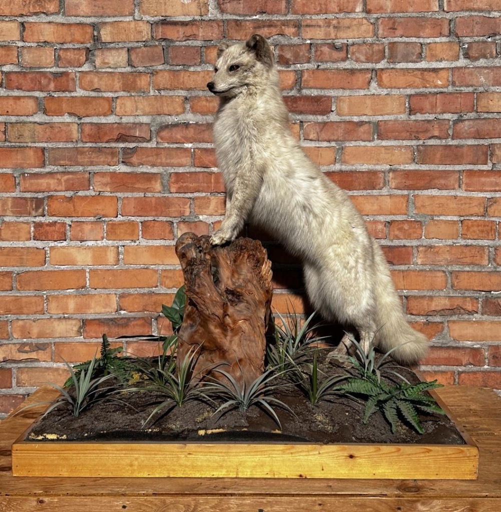 taxidermyfox